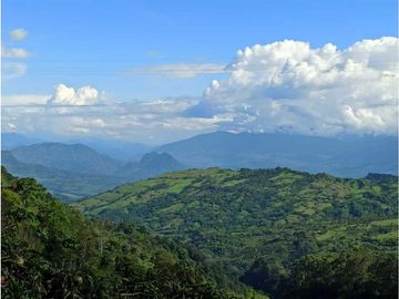 Vendo finca Fredonia Antioquia