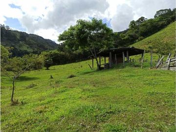 Vendo finca Fredonia Antioquia