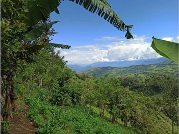 Vendo finca Fredonia Antioquia