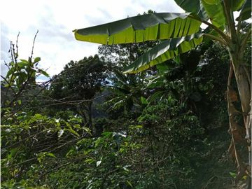 Vendo finca Fredonia Antioquia