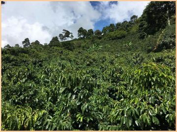 Vendo finca Fredonia Antioquia