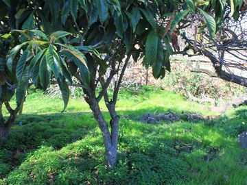 Sitio en Venta en calle Florencia con calle Roosvelt