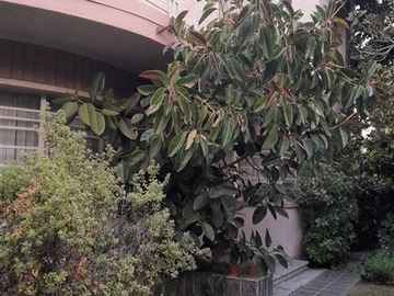 Casa en Venta en José Domingo Cañas