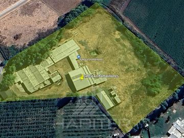 Agrícola en Venta en SECTOR EL LLANO DE RAUCO