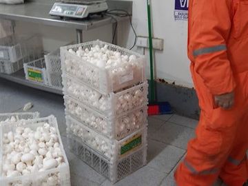 Agrícola en Venta en SECTOR EL LLANO DE RAUCO