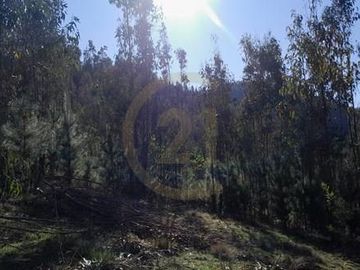 Terreno  Lago Vichuquén 2 hectáreas