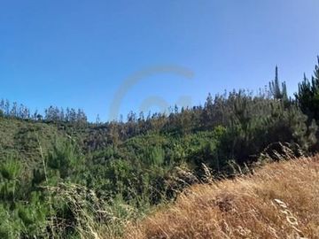 Terreno  Lago Vichuquén 2 hectáreas