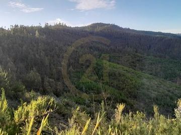 Terreno  Lago Vichuquén 2 hectáreas