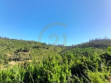 Terreno  Lago Vichuquén 2 hectáreas