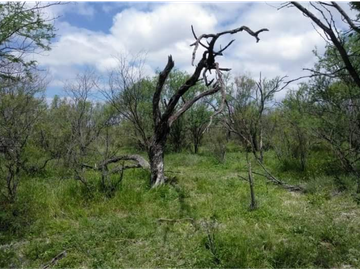 TERRENO 787,063.320 m2, COAHUILA, SAN JUAN DE SABINAS.