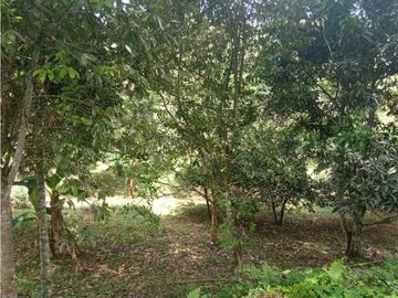 Venta Chalet Tebaida Quindio COD: 4458183