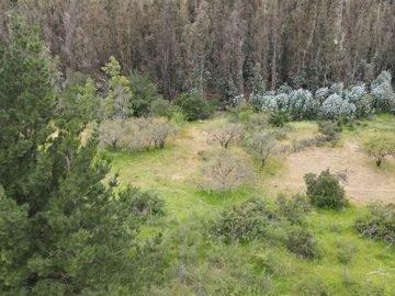 Sitio en Venta en Ubicado a 54 Km de Concepcion, a 6 km de Quillon y a 2,5 Km de Chillancito a través de camino asfaltado