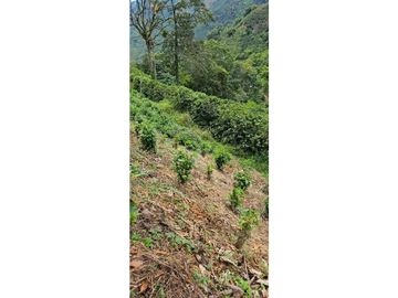 SE VENDE ESPECTACULAR FINCA CAFETERA A 40 MINUTOS DE MANIZALES