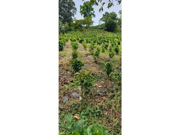 SE VENDE ESPECTACULAR FINCA CAFETERA A 40 MINUTOS DE MANIZALES