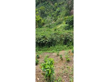SE VENDE ESPECTACULAR FINCA CAFETERA A 40 MINUTOS DE MANIZALES