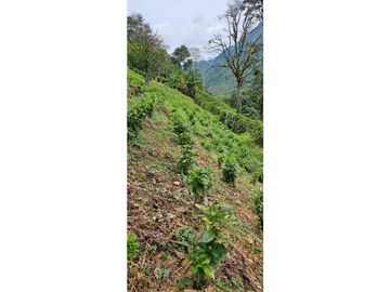 SE VENDE ESPECTACULAR FINCA CAFETERA A 40 MINUTOS DE MANIZALES