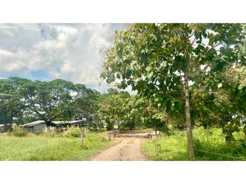 Finca ganadera de 121 hectáreas en venta en Polo Nuevo, Atlántico