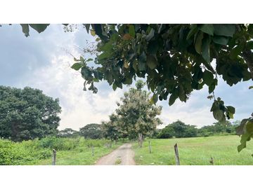 Finca ganadera de 121 hectáreas en venta en Polo Nuevo, Atlántico