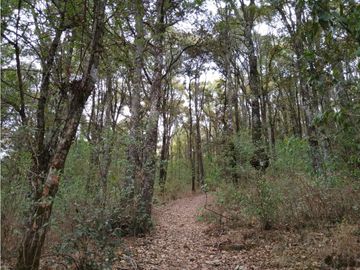 TERRENO BOSQUE VENTA EN OMITLAN, HIDALGO 17 HECTAREAS $40 PESOS METRO