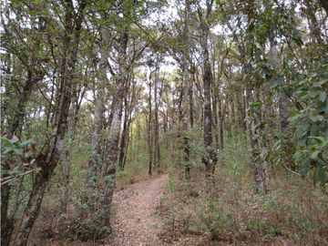TERRENO BOSQUE VENTA EN OMITLAN, HIDALGO 17 HECTAREAS $40 PESOS METRO