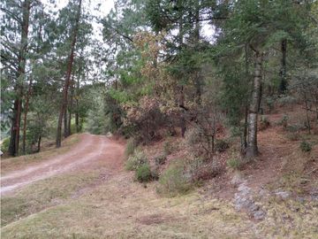 TERRENO BOSQUE VENTA EN OMITLAN, HIDALGO 17 HECTAREAS $40 PESOS METRO