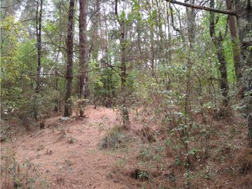 TERRENO BOSQUE VENTA EN OMITLAN, HIDALGO 17 HECTAREAS $40 PESOS METRO