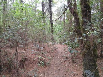 TERRENO BOSQUE VENTA EN OMITLAN, HIDALGO 17 HECTAREAS $40 PESOS METRO