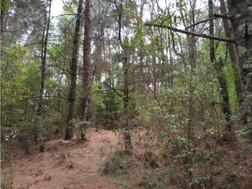 TERRENO BOSQUE VENTA EN OMITLAN, HIDALGO 17 HECTAREAS $40 PESOS METRO