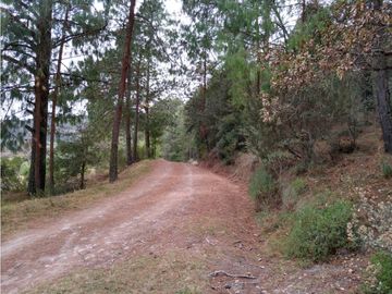 TERRENO BOSQUE VENTA EN OMITLAN, HIDALGO 17 HECTAREAS $40 PESOS METRO