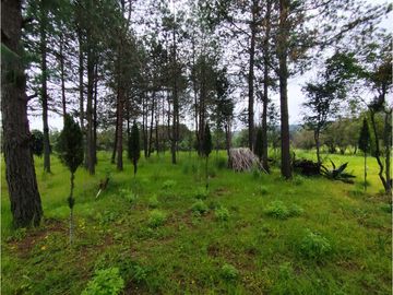 Se vende rancho en Bermudez, entrada a Huasca, hidalgo.