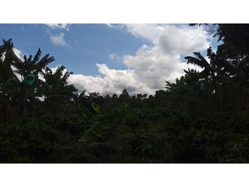 Se vende excelente finca en Montenegro