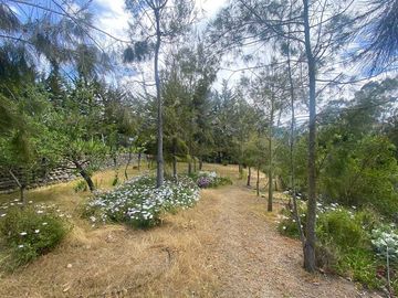 Parcela en Venta en Alcazar de Torres / VEGETACION
