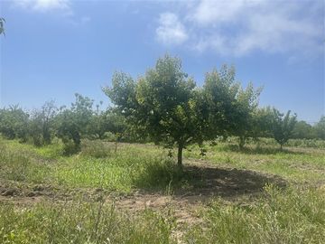 Agrícola en Venta en Ruta G 46 / Las Tortolas