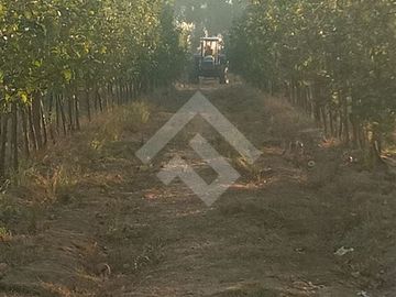 Agrícola en Venta en Camino La Palmilla, Cruce Casa Blanca Norte