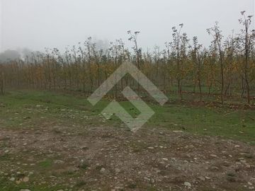 Agrícola en Venta en Camino La Palmilla, Cruce Casa Blanca Norte