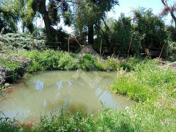 Agrícola en Venta en Camino La Palmilla, Cruce Casa Blanca Norte