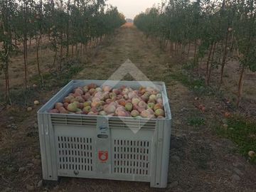 Agrícola en Venta en Camino La Palmilla, Cruce Casa Blanca Norte