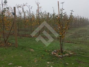 Agrícola en Venta en Camino La Palmilla, Cruce Casa Blanca Norte