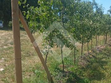 Agrícola en Venta en Camino La Palmilla, Cruce Casa Blanca Norte