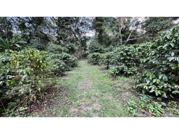 VENTA DE FINCA EN SALENTO, QUINDO, COLOMBIA