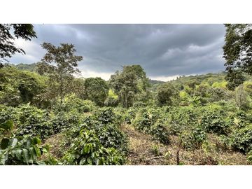 VENTA DE FINCA EN SALENTO, QUINDO, COLOMBIA