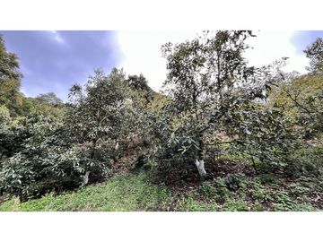 VENTA DE FINCA EN SALENTO, QUINDO, COLOMBIA