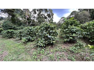 VENTA DE FINCA EN SALENTO, QUINDO, COLOMBIA