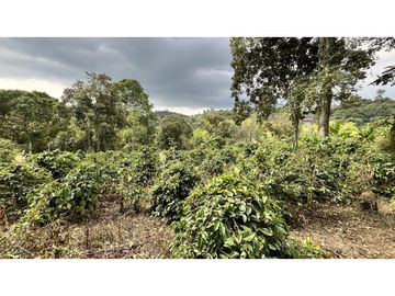 VENTA DE FINCA EN SALENTO, QUINDO, COLOMBIA