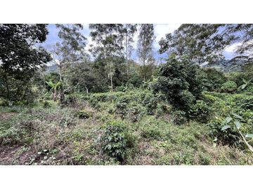 VENTA DE FINCA EN SALENTO, QUINDO, COLOMBIA