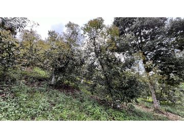 VENTA DE FINCA EN SALENTO, QUINDO, COLOMBIA