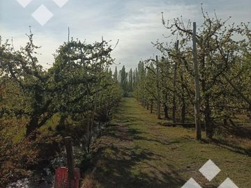 Venta 4.8 Hectáreas con CASA - Cipolletti - Rio Negro