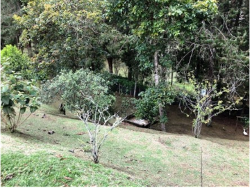 Finca Santa Elena Vereda Piedra Gorda