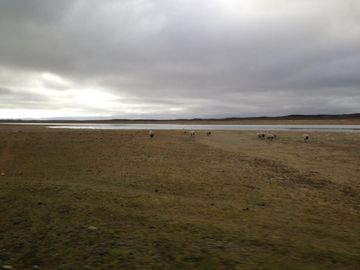 Terreno Campo 234 ha  en Tierra del Fuego con acceso al Estrecho de Magallanes.