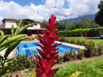 VENTA FINCA SAN JERONIMO, ANTIOQUIA